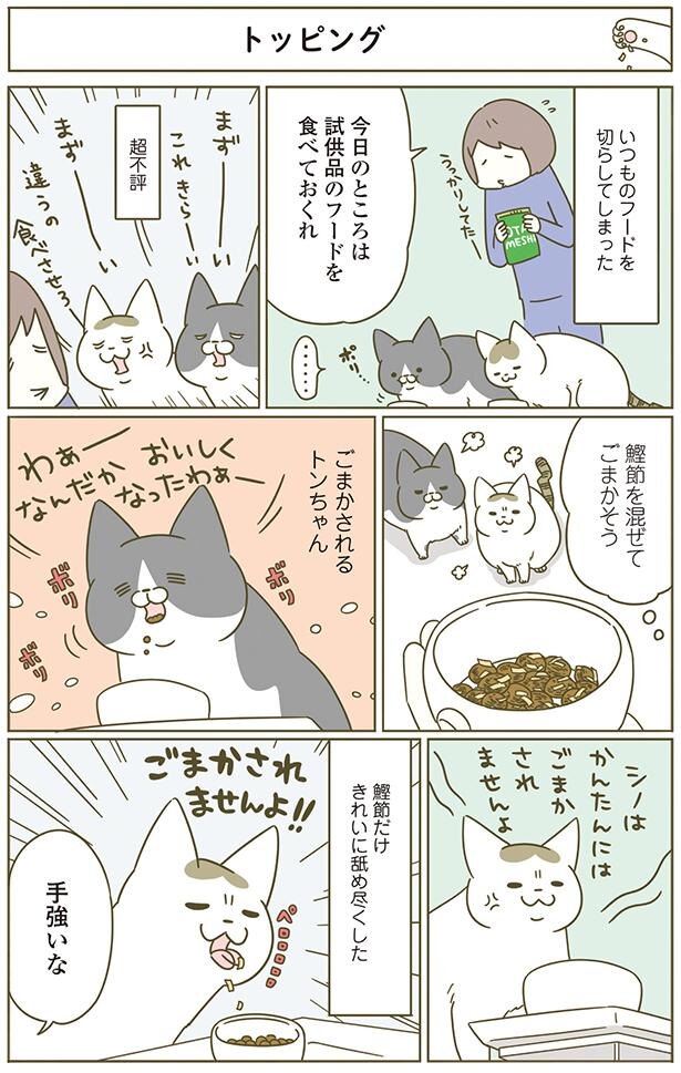 ごまかしの効くトンちゃんと手強いシノさん／うちの猫がまた変な