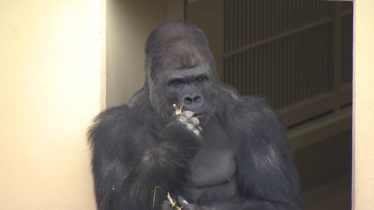 冬なのに動物園のTシャツ販売が好調、理由はイケメンゴリラ