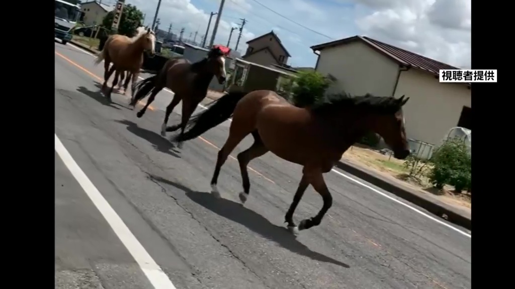 馬5頭が脱走、公道を走るびっくり動画 約1時間半後に無事保護