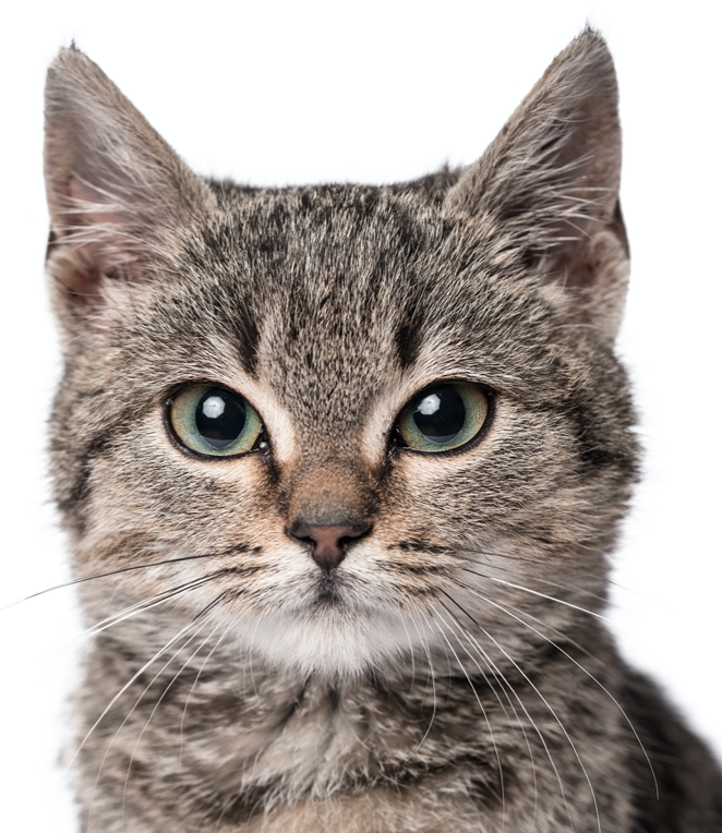 猫の顔の大きさは○○に比例していた（note（ノート））
