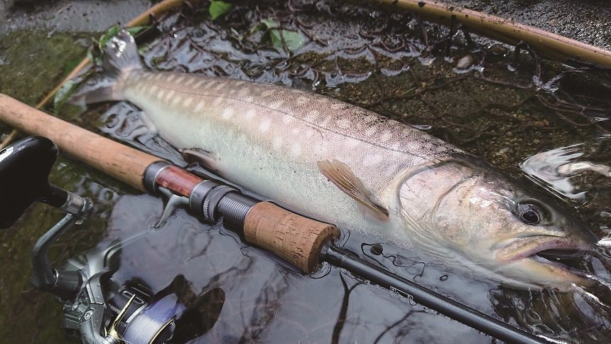 ΣΣtailwalk KEISONランズバック スペックK S81SXH 価格.com スポーツ