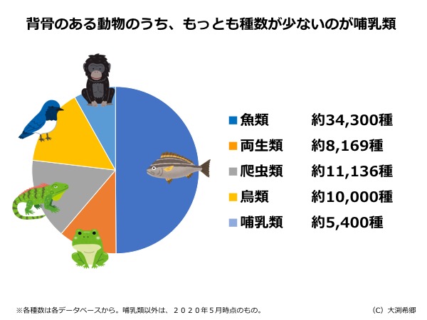 国産】 地球動物図鑑 哺乳類・鳥類・爬虫類・両生類・魚類・無