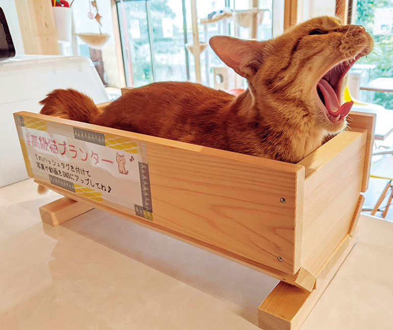 付知ヒノキの高級ねこプランター 【ダブルベッドサイズ】 特集 |ヒノキ