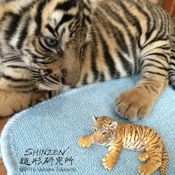 寅年じゃなくても欲しくなる！SNSで話題の超リアルな「虎の模型」製作