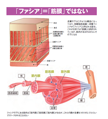 新事実「筋膜リリース」は誤訳だった!?実際にリリースしなければ