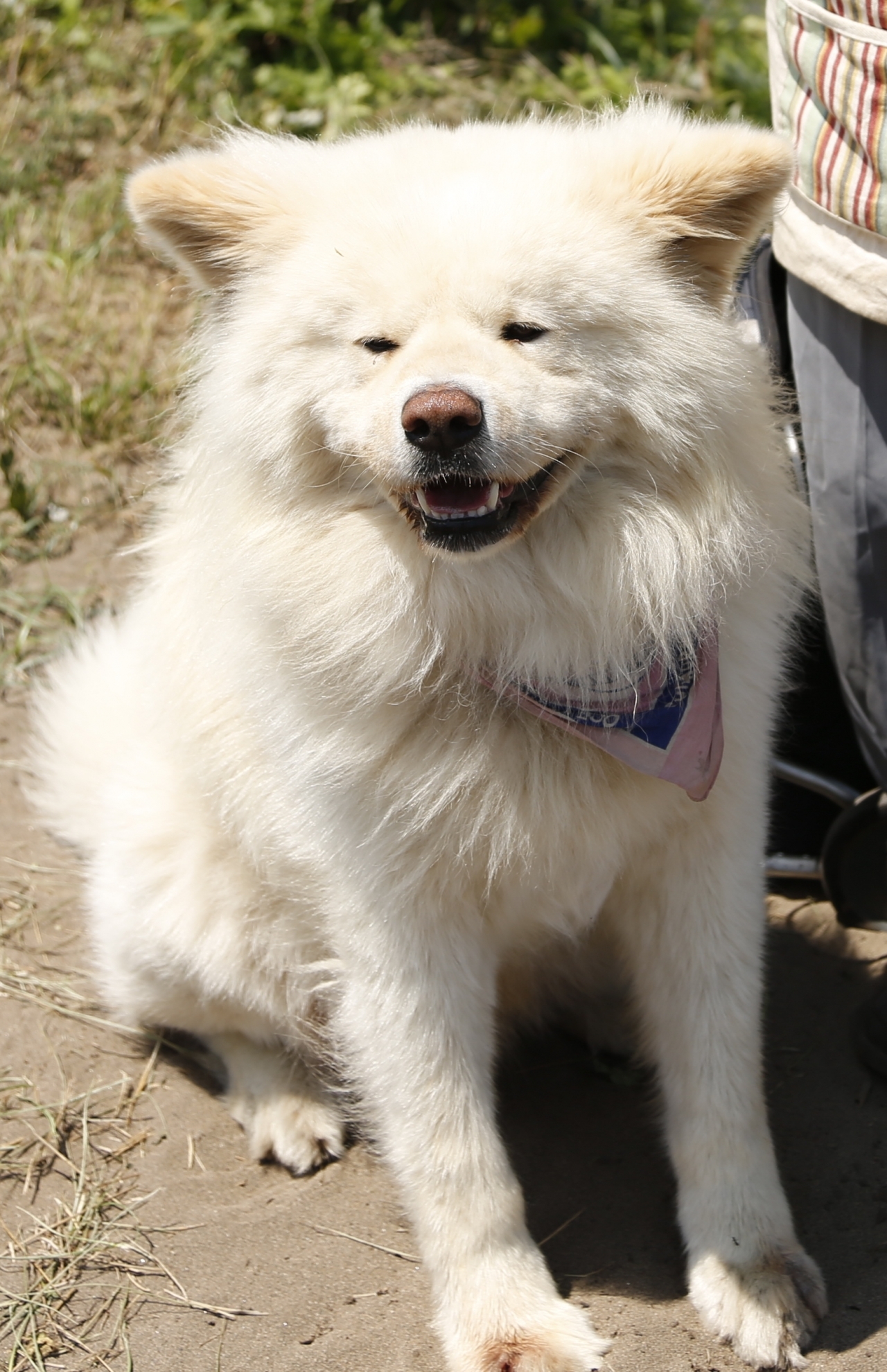 わさお”のかあさん、田んぼでツチノコと遭遇した幼少期（週刊女性PRIME）