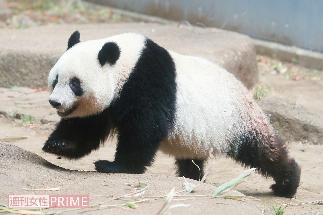シャンシャン、2歳に！ 愛くるしい成長の姿を振り返る（週刊女性PRIME）