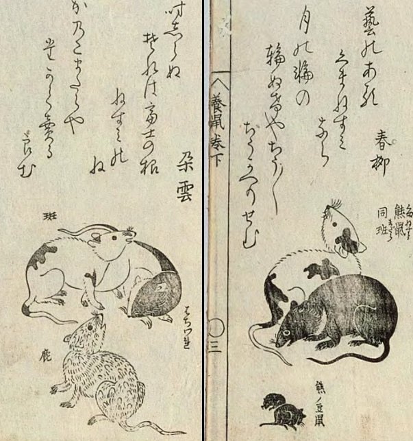 江戸時代の大阪人は、ドブネズミに母乳をあげていたらしい（J