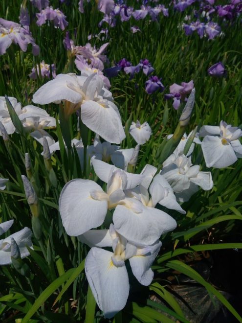 ちょうど見頃！広重も描いた江戸の風流味わえる堀切菖蒲園（Japaaan）