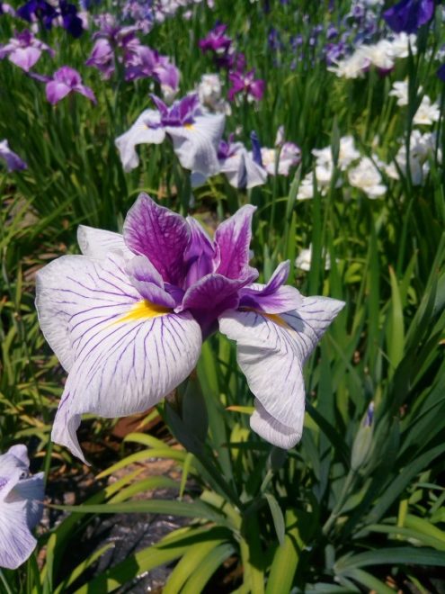 ちょうど見頃！広重も描いた江戸の風流味わえる堀切菖蒲園（Japaaan）