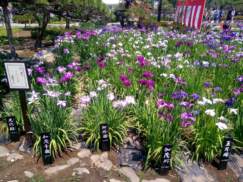 ちょうど見頃！広重も描いた江戸の風流味わえる堀切菖蒲園（Japaaan）