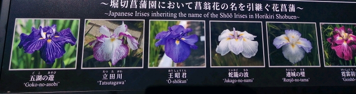 ちょうど見頃！広重も描いた江戸の風流味わえる堀切菖蒲園（Japaaan）