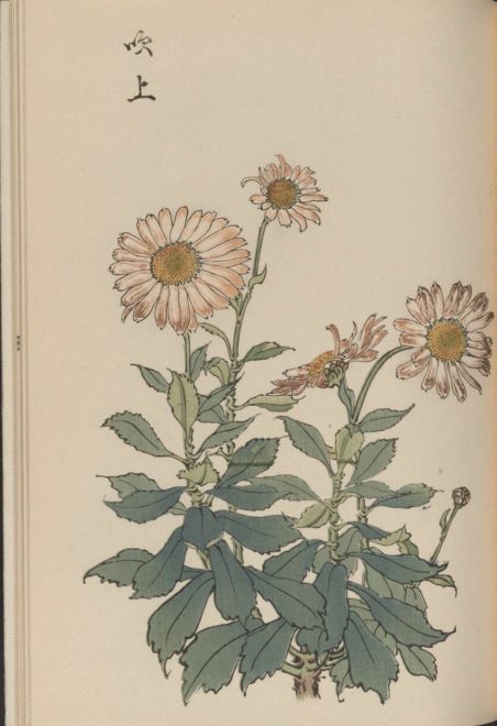 繊細で美しい！日本の国花「菊」の様々な品種を描いた明治時代の木版画「契花百菊」（Japaaan）