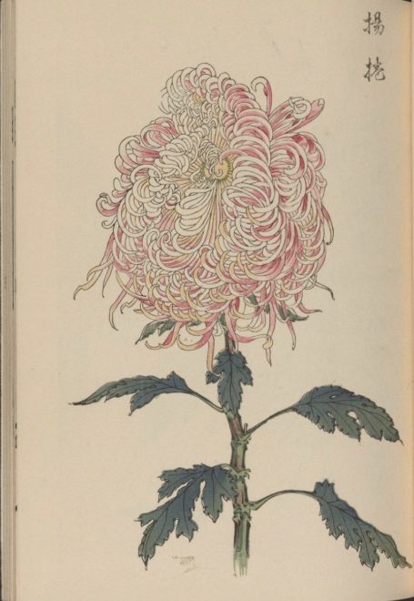 繊細で美しい！日本の国花「菊」の様々な品種を描いた明治時代の木版画