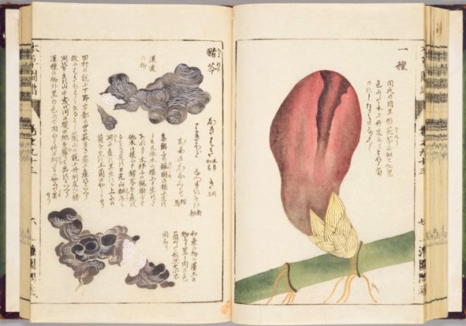 草木撰種録 男女之図」木版刷り 安政二年刊 袋付き1枚|江戸時代