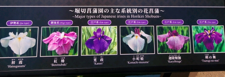 今がちょうど見頃です！名所 堀切菖蒲園、歌川広重も描いた江戸