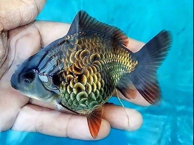 水彩画 跳ねる金魚 絵画 makochin 通販 18113695｜Creema(クリーマ)