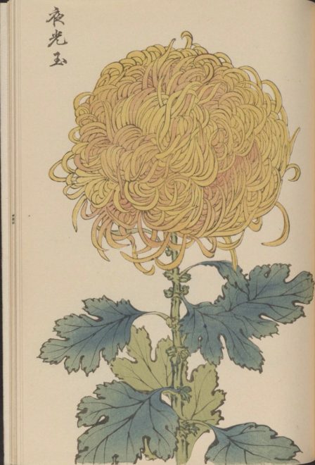 繊細で美しい！日本の国花「菊」の様々な品種を描いた明治時代の木版画