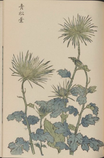 繊細で美しい！日本の国花「菊」の様々な品種を描いた明治時代の木版画