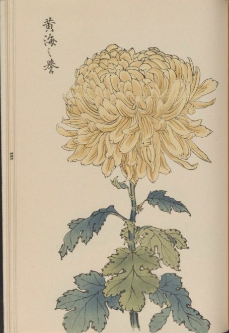 繊細で美しい！日本の国花「菊」の様々な品種を描いた明治時代の木版画