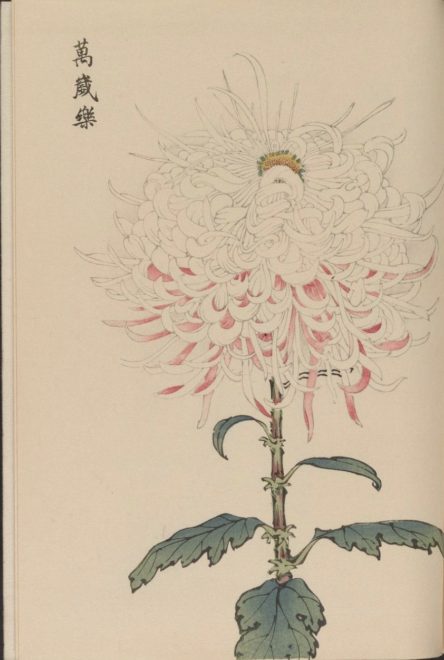 繊細で美しい！日本の国花「菊」の様々な品種を描いた明治時代の木版画