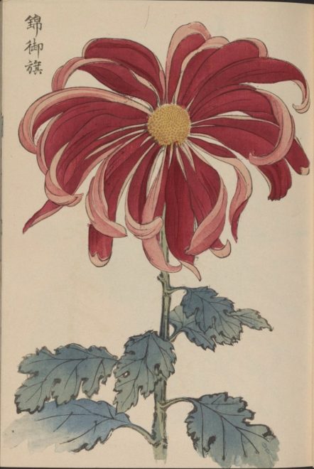 繊細で美しい！日本の国花「菊」の様々な品種を描いた明治時代の木版画