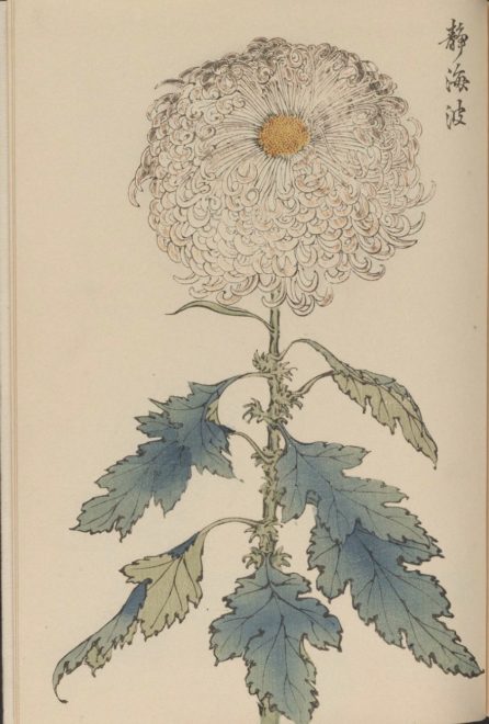 繊細で美しい！日本の国花「菊」の様々な品種を描いた明治時代の木版画