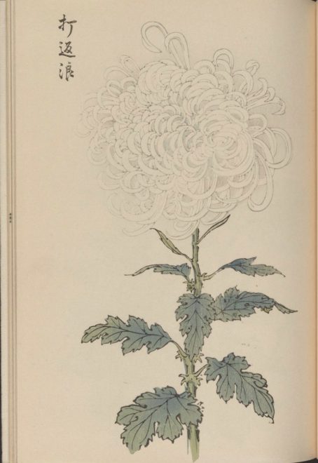 繊細で美しい！日本の国花「菊」の様々な品種を描いた明治時代の木版画