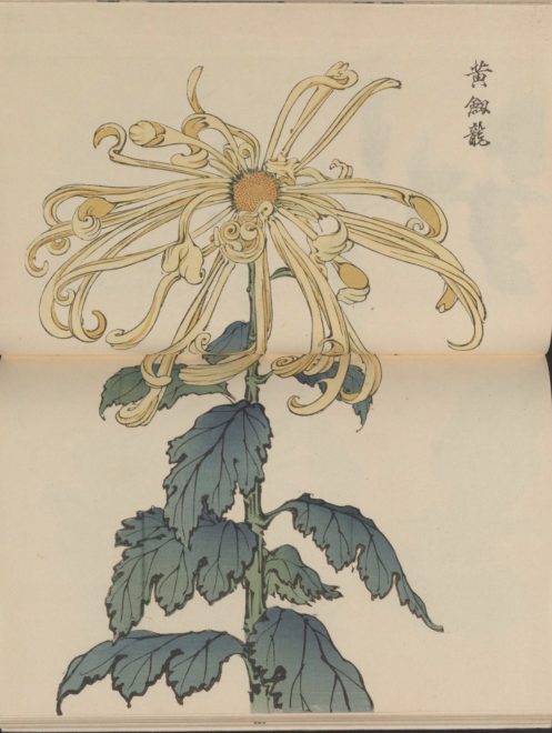 繊細で美しい！日本の国花「菊」の様々な品種を描いた明治時代の木版画