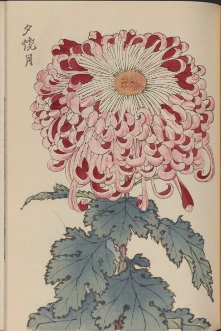 繊細で美しい！日本の国花「菊」の様々な品種を描いた明治時代の木版画