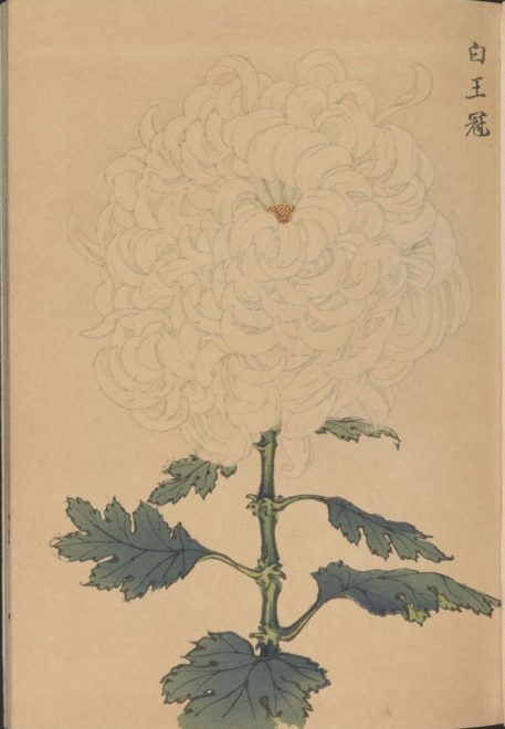 繊細で美しい！日本の国花「菊」の様々な品種を描いた明治時代の木版画