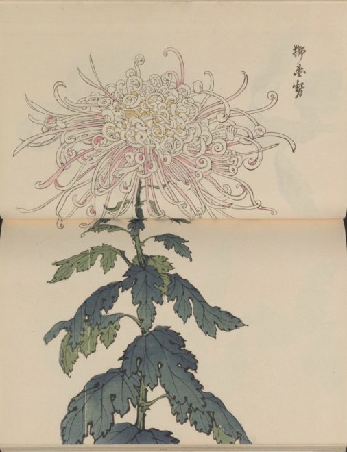 繊細で美しい！日本の国花「菊」の様々な品種を描いた明治時代の木版画