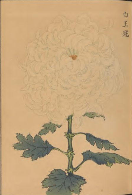 繊細で美しい！日本の国花「菊」の様々な品種を描いた明治時代の木版画