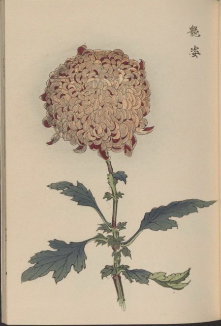繊細で美しい！日本の国花「菊」の様々な品種を描いた明治時代の木版画