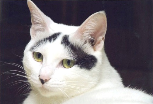 八の字眉”の困り顔で愛される水戸市の看板ねこ「ハチ」（ダ・ヴィンチWeb）